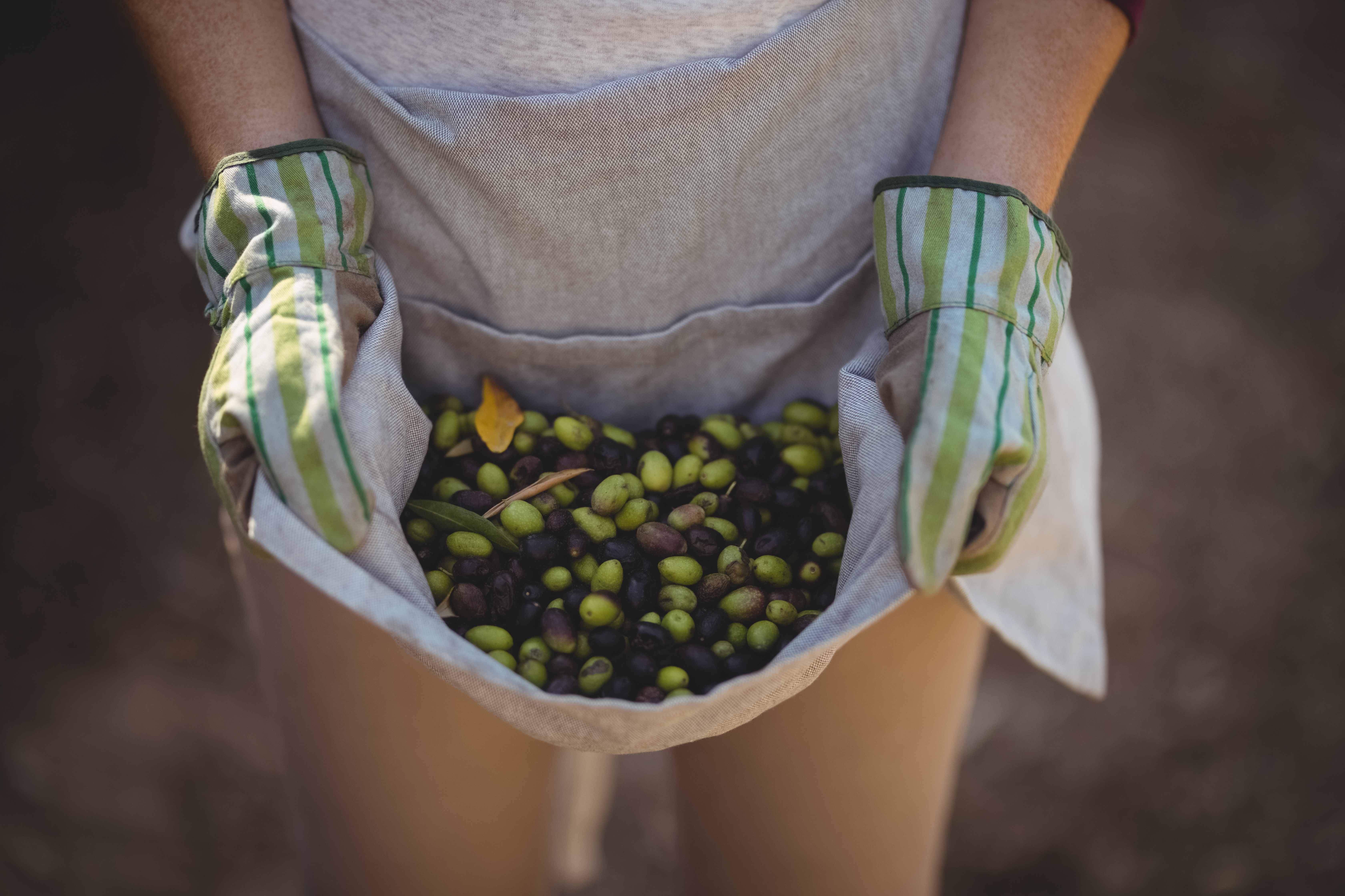 Recogida de aceitunas